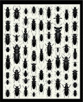 Black Insect Colony Pattern Rug