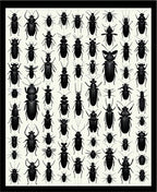 Black Insect Colony Pattern Rug