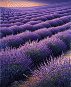 Purple Lavender Field Pattern Design Rug