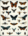 Vintage Butterfly Insect Collection Rug