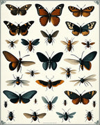 Vintage Butterfly Insect Collection Rug