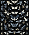 Arthropod Collection Black Background Design Rug