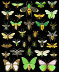 Assorted Insect Pattern Design Rug