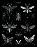 Insect Collection In Black White Rug