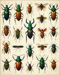 Collection of Botanical Insect Illustrations Rug