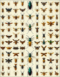 Insect Collage Vintage Botanical Design Rug