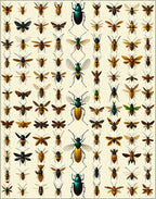 Insect Collage Vintage Botanical Design Rug