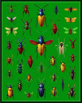 Bold Insect Collection Design Rug