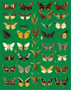 Diverse Butterfly Moth Collection Pattern Rug