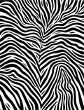 Bold Black White Zebra Print Rug