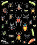 Insect Diversity Textured Black Rug