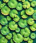 Vibrant Green Lily Pad Pattern Rug