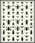 Insect Collection Vintage Style Pattern Rug