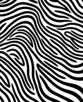 Bold Black White Animal Print Rug