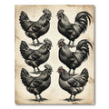 Monochromatic Rooster Farmhouse Sketch Art Rug
