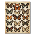 Vintage Amber Butterfly Botanical Illustration Rug